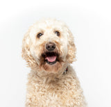 Meet Django - Meet the FY Fam