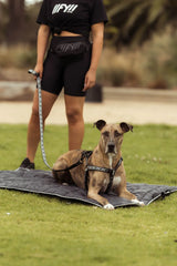 FY Active Travel Essentials For Your Pet