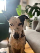 An Interview with Lola - Communicating with a Deaf Dog