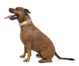 Sugar Rush Collar - Sherbet Pop