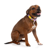 Sugar Rush Collar - Sherbet Pop