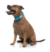 Sugar Rush Collar - Sugar Cloud