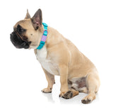Sugar Rush Collar - Sugar Cloud
