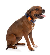 Sugar Rush Collar - Tangerine Twist