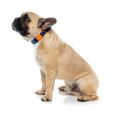Sugar Rush Collar - Tangerine Twist