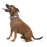 Samba - Melon - Dog Collar