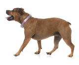 Samba - Melon - Dog Collar