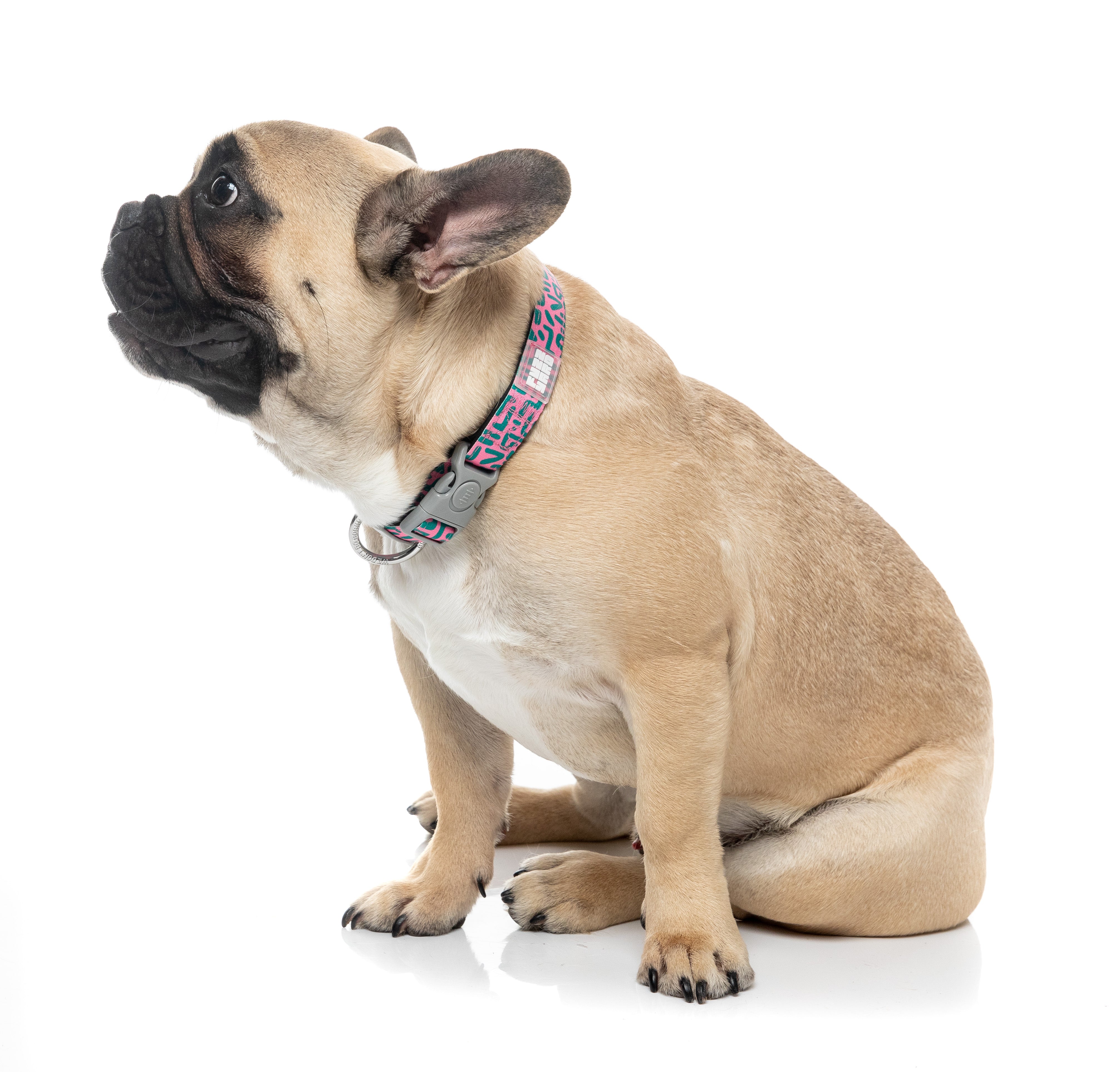 Samba - Melon - Dog Collar