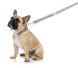 Samba - Melon - Dog Lead