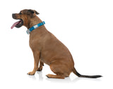 Vaporwave - Oasis - Dog Collar