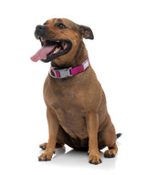 Vaporwave - Berry - Dog Collar