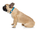 Vaporwave - Oasis - Dog Collar