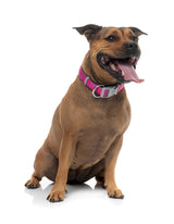 Vaporwave - Berry - Dog Collar