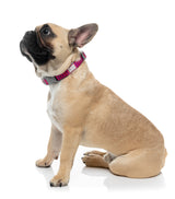 Vaporwave - Berry - Dog Collar