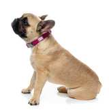 Vaporwave - Berry - Dog Collar