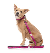 Vaporwave - Berry - Dog Lead