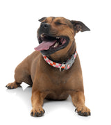 Checkmate - Sherbet - Dog Collar