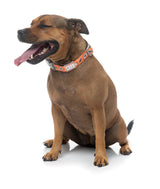 Bao Wow - Dog Collar