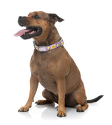 Easy Peasy - Dog Collar