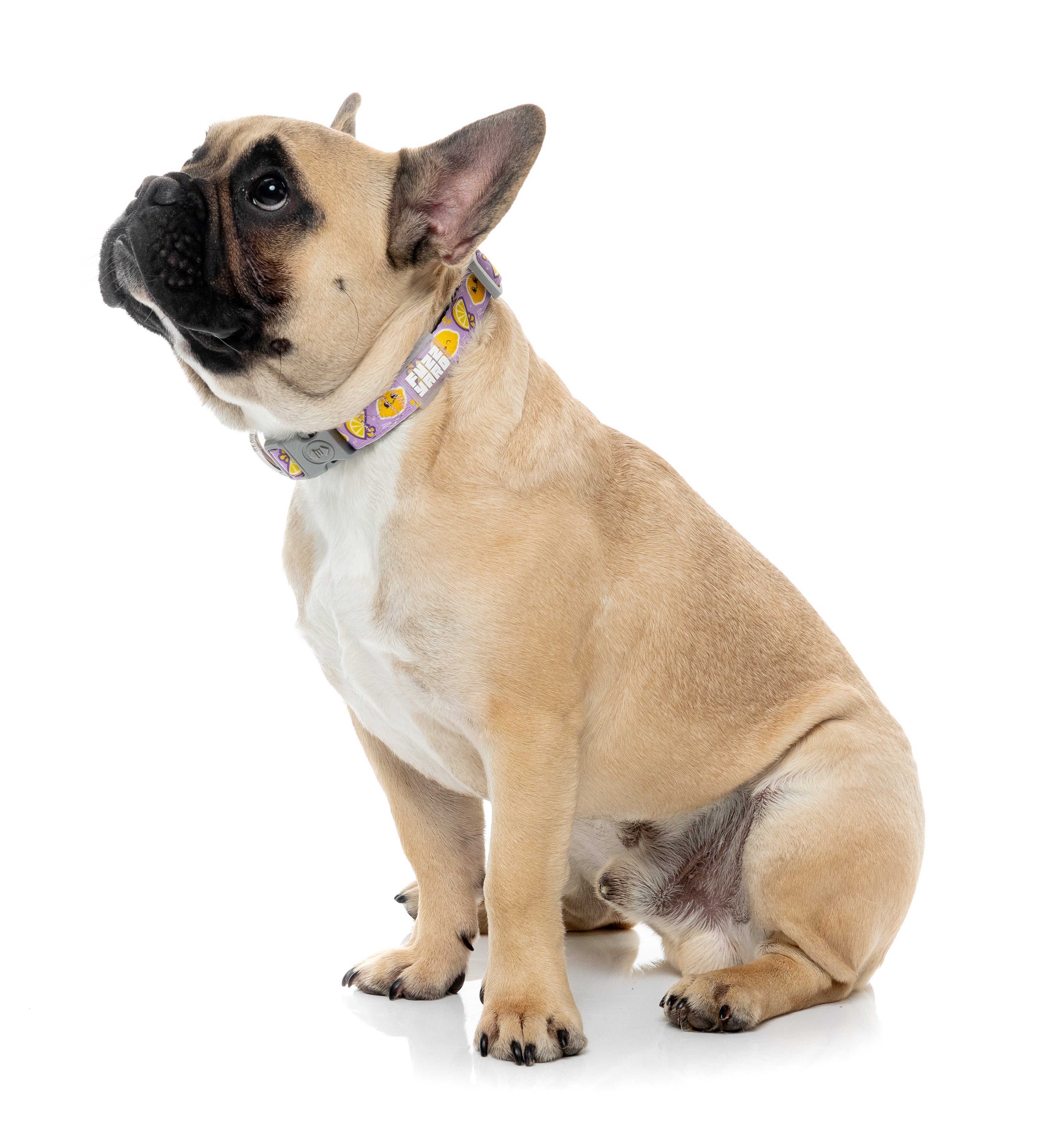 Easy Peasy - Dog Collar