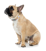Easy Peasy - Dog Collar