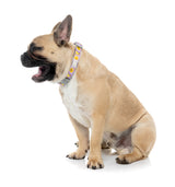 Easy Peasy - Dog Collar