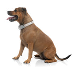Matera - Dog Collar