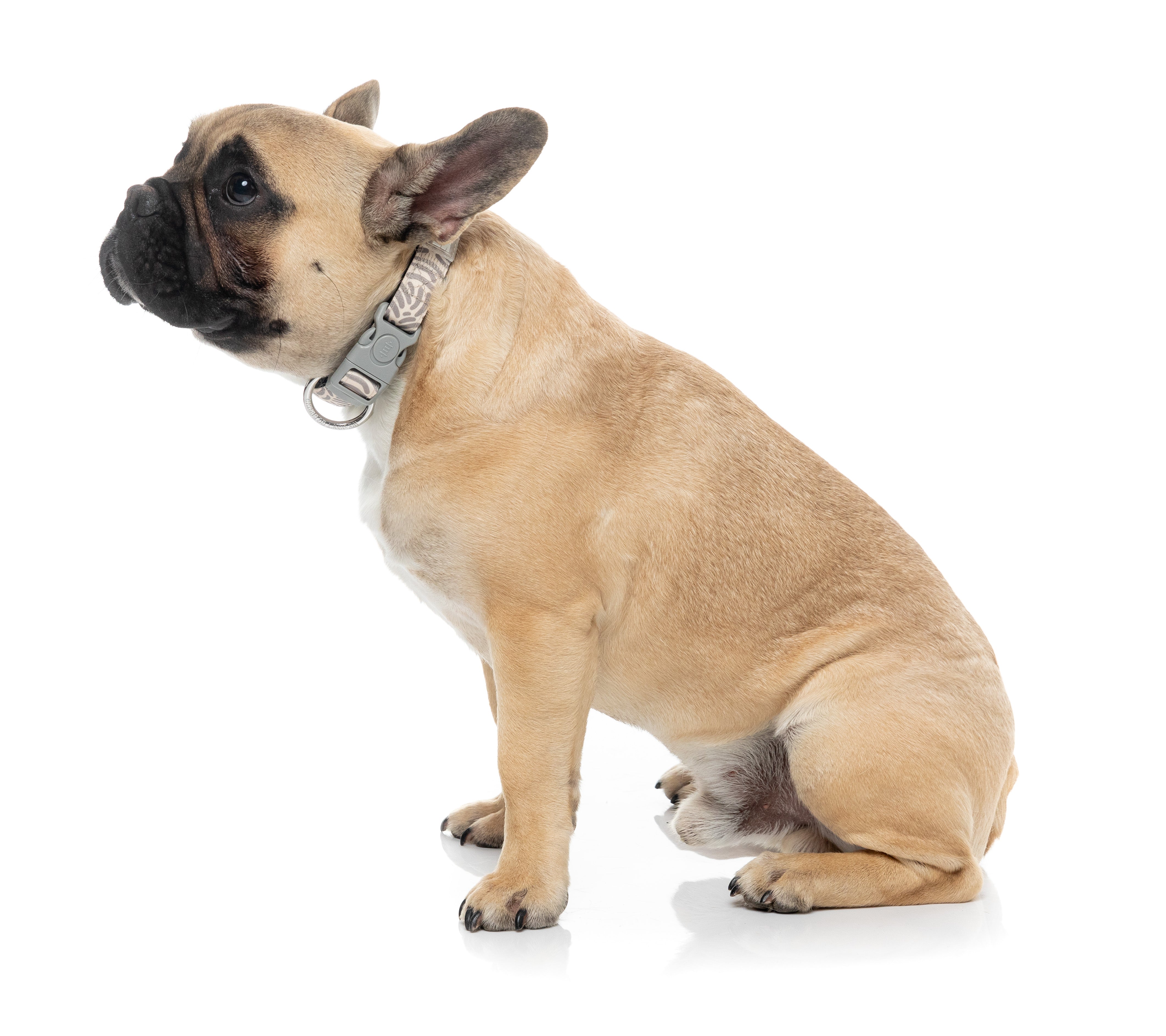 Matera - Dog Collar