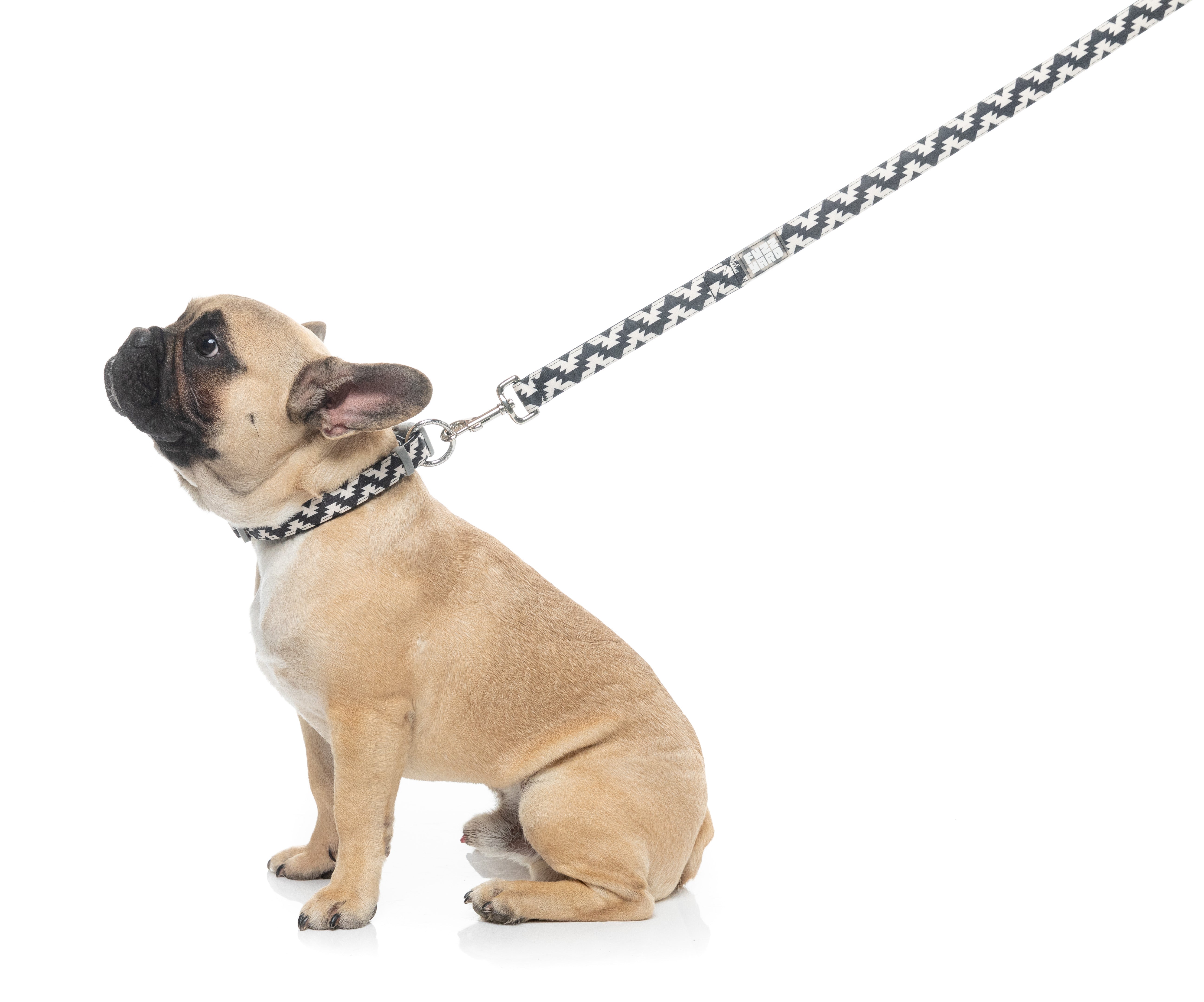 Intersect - Dog Lead