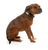 FuzzYard Life Dog Collar - Slate Grey