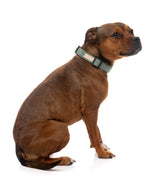 FuzzYard Life Dog Collar - Myrtle Green
