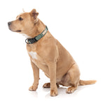 FuzzYard Life Dog Collar - Myrtle Green