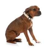 FuzzYard Life Dog Collar - Sandstone