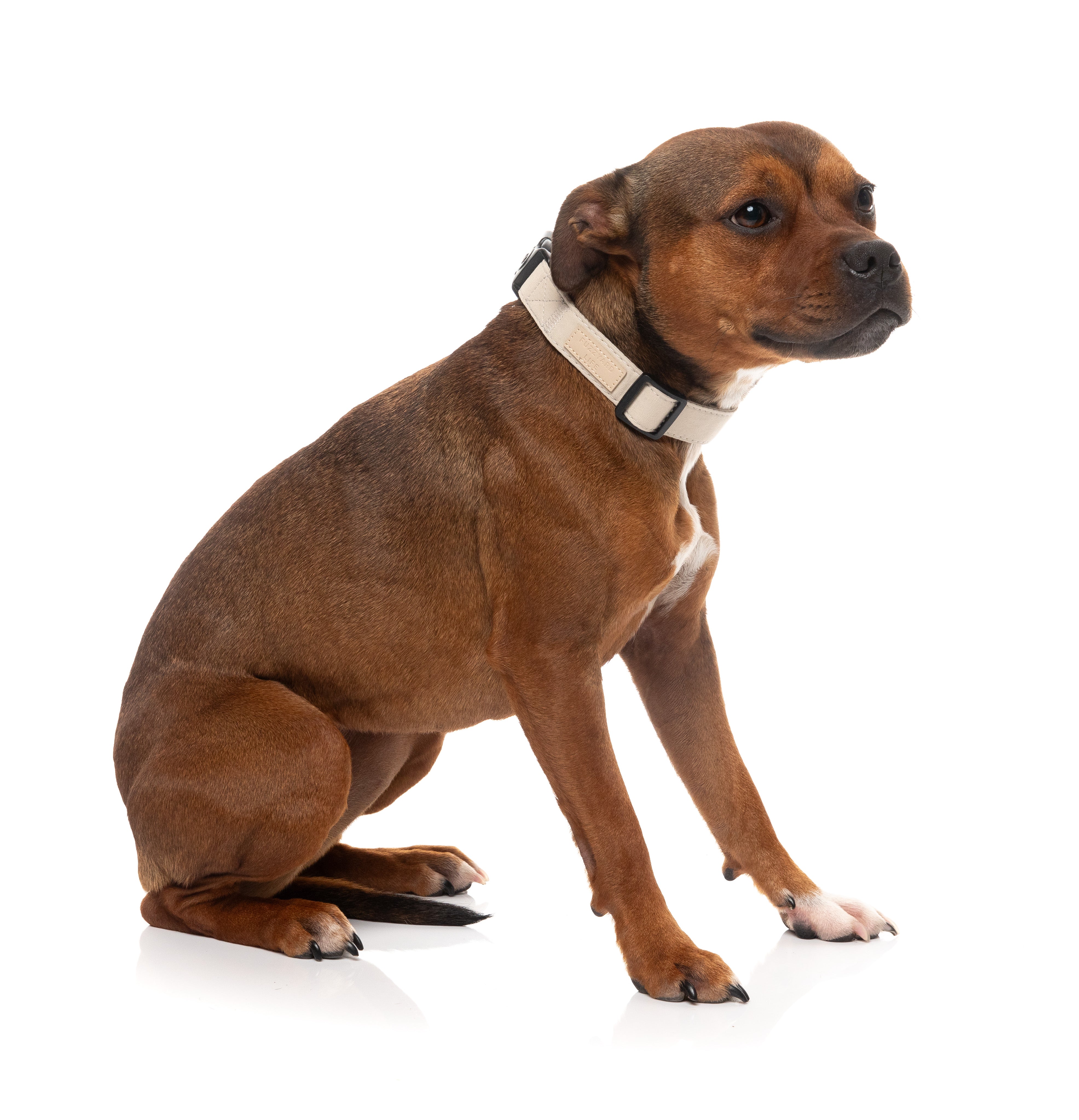 FuzzYard Life Dog Collar - Sandstone - Extra Small
