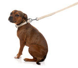 FuzzYard Life Dog Lead - Sandstone
