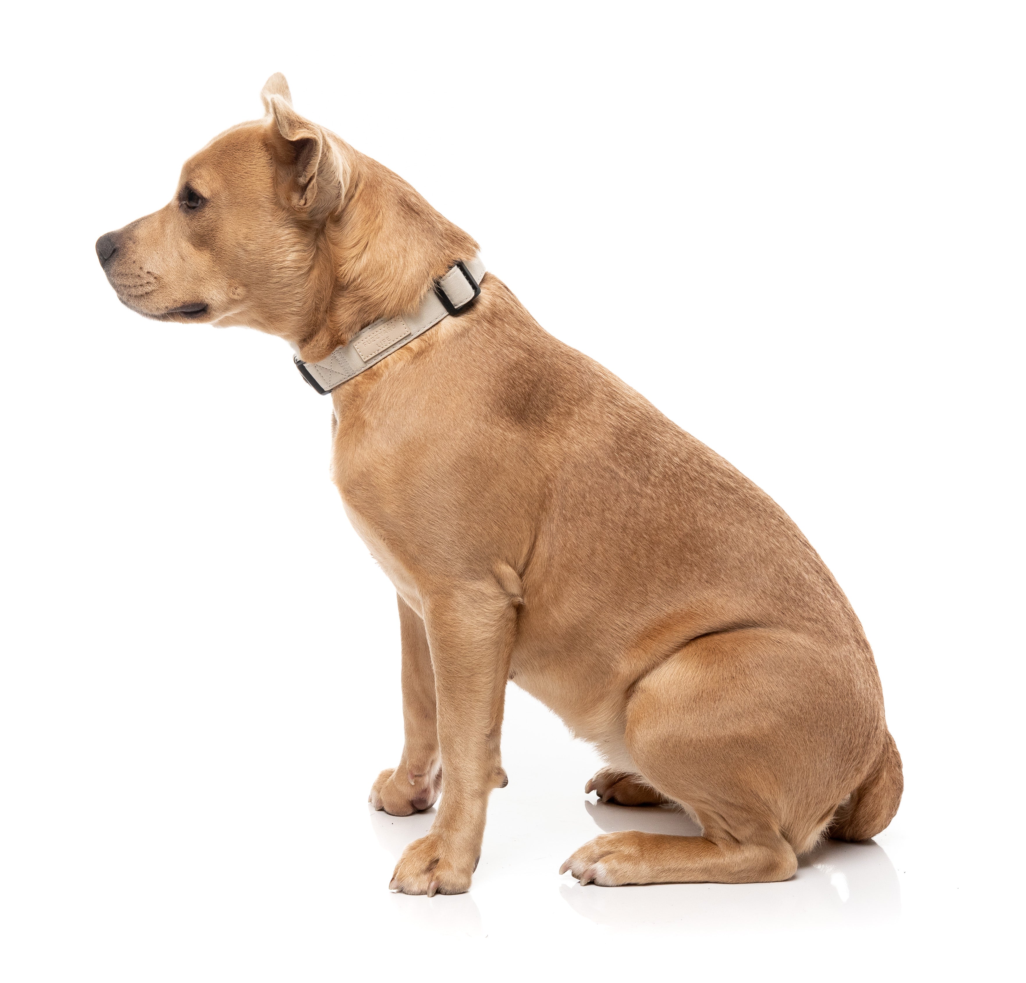 FuzzYard Life Dog Collar - Sandstone - Extra Small