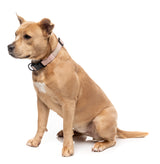 FuzzYard Life Dog Collar - Soft Blush - Extra Small