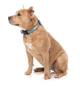 FuzzYard Life Dog Collar - French Blue