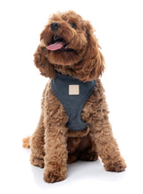 FuzzYard Life Corduroy Harness - Slate Grey