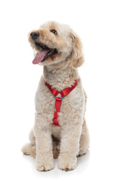 Sugar Rush H Harness - Cherry Charge