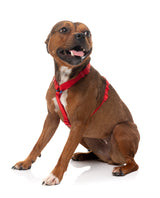 Sugar Rush H Harness - Cherry Charge