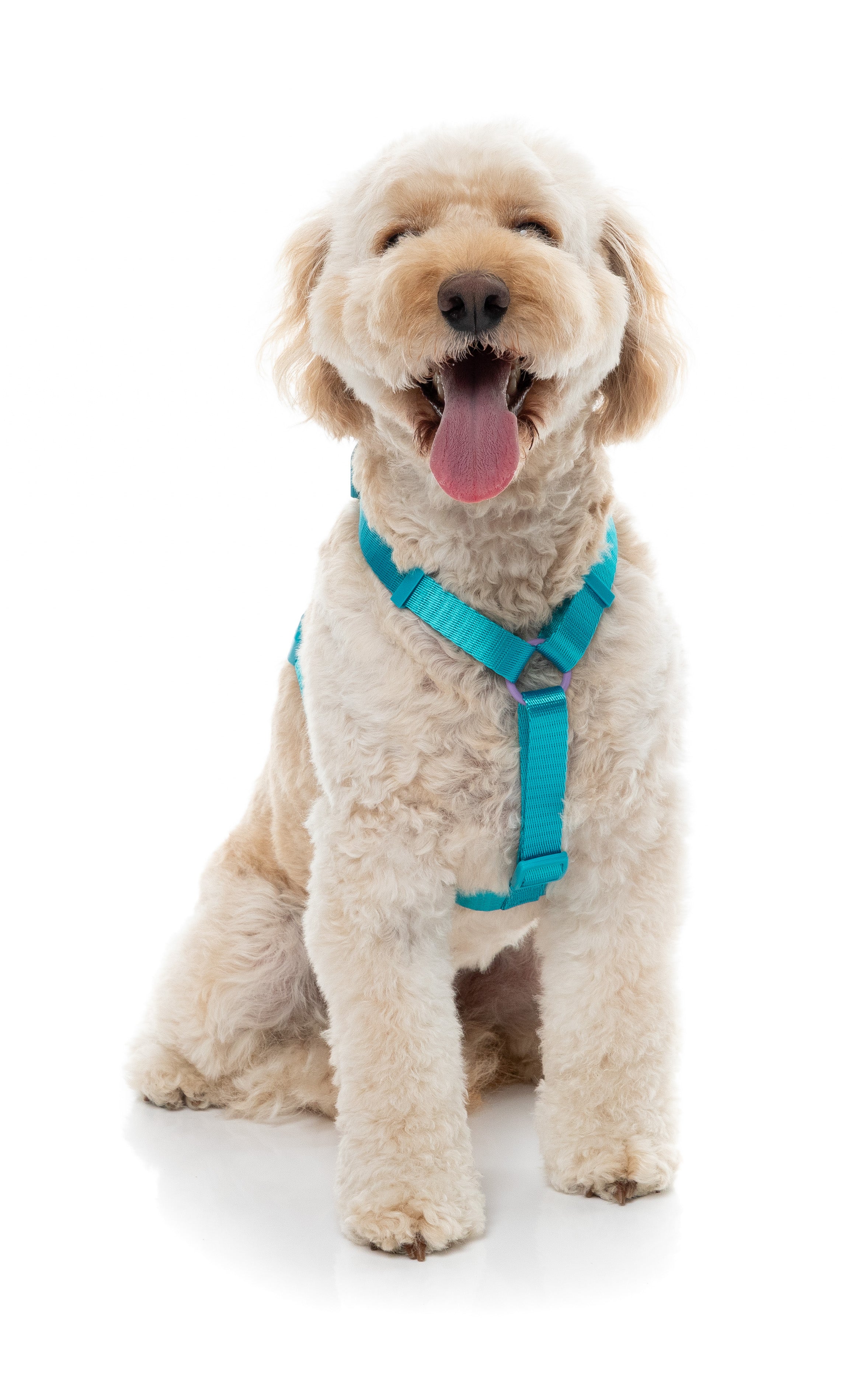 Sugar Rush H Harness - Sugar Cloud