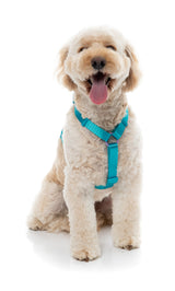 Sugar Rush H Harness - Sugar Cloud