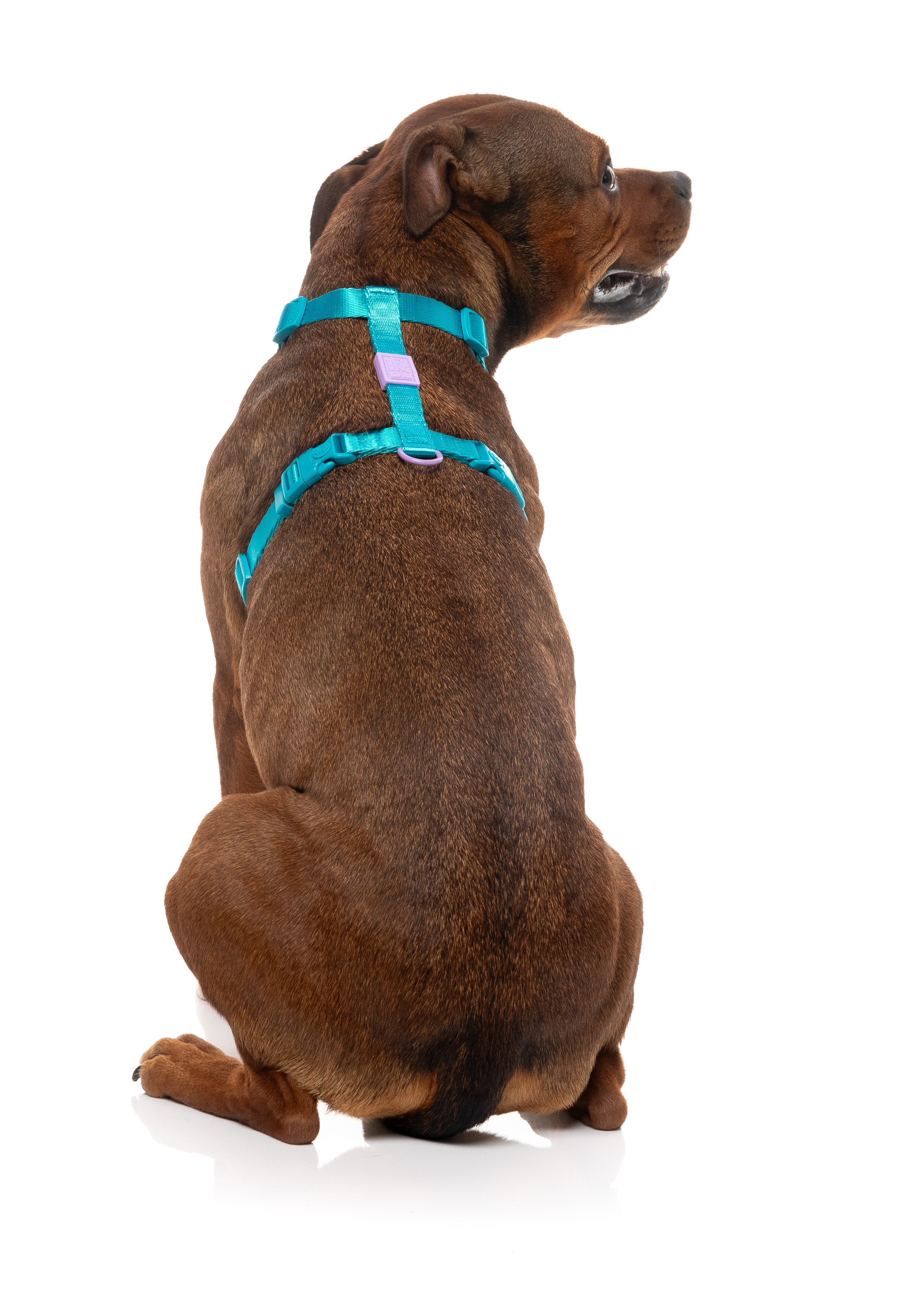 Sugar Rush H Harness - Sugar Cloud