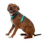 Sugar Rush H Harness - Sugar Cloud