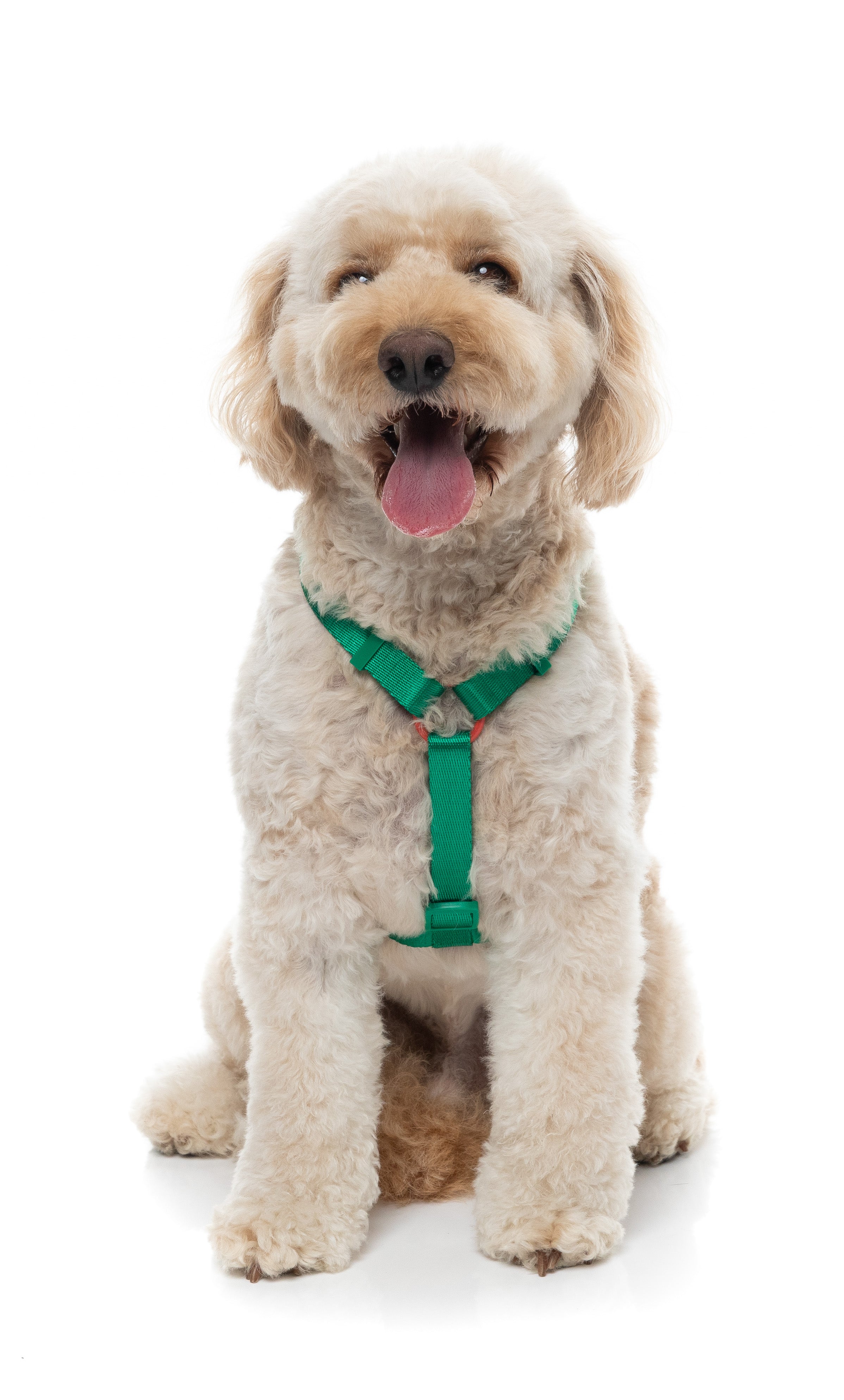 Sugar Rush H Harness - Sour Patch