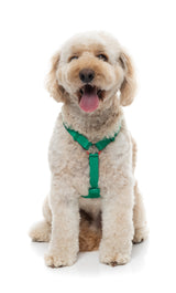 Sugar Rush H Harness - Sour Patch