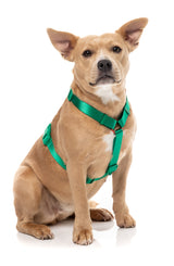 Sugar Rush H Harness - Sour Patch