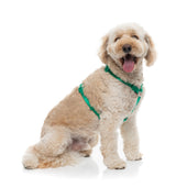Sugar Rush H Harness - Sour Patch