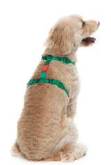 Sugar Rush H Harness - Sour Patch
